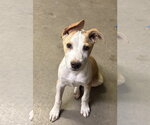 Small #1 Mutt
