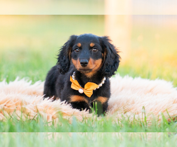 Medium Photo #35 Dachshund Puppy For Sale in WARSAW, IN, USA
