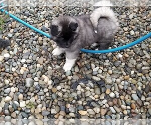 Akita Puppy for sale in PORT ORCHARD, WA, USA