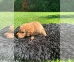 Small Photo #7 Labradoodle Puppy For Sale in DURHAM, CA, USA