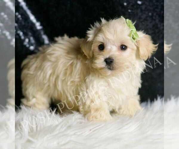 Medium Photo #5 Maltipoo (Miniature) Puppy For Sale in WARSAW, IN, USA