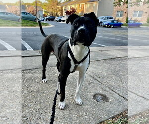 Leia - Female Mutt Dog for Adoption - Photo #12