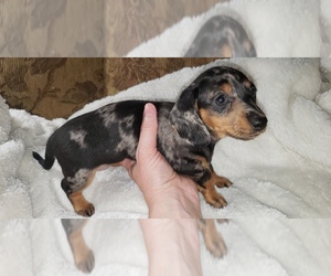 Dachshund Puppy for Sale in CHICO, California USA