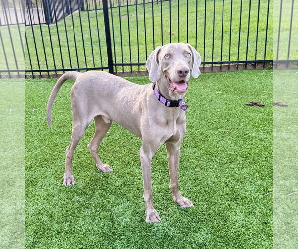 Medium Photo #4 Weimaraner Puppy For Sale in Fort Worth, TX, USA