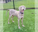 Small #3 Weimaraner