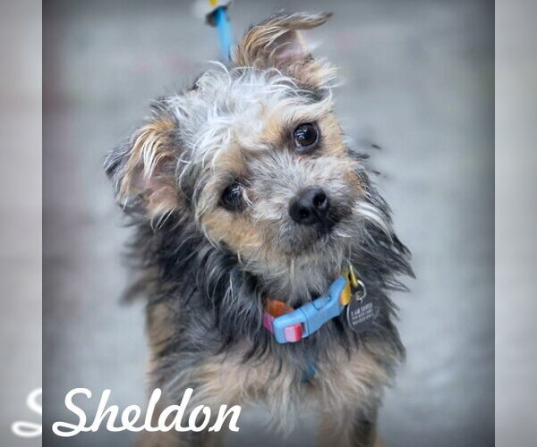 Medium Photo #1 Poodle (Miniature)-Unknown Mix Puppy For Sale in Chino Hills, CA, USA