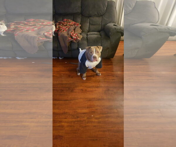 Medium Photo #13 American Pit Bull Terrier-Unknown Mix Puppy For Sale in Germantown, OH, USA