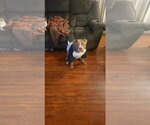 Small #12 American Pit Bull Terrier Mix