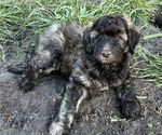 Small Photo #19 Aussiedoodle Puppy For Sale in JACKSONVILLE, NC, USA