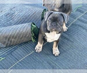 French Bulldog Puppy for sale in ALBANY, OR, USA