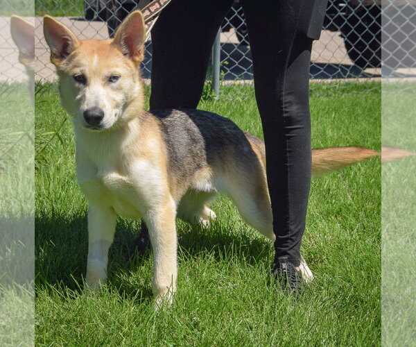 Medium Photo #3 Siberian Husky-Unknown Mix Puppy For Sale in Huntley, IL, USA