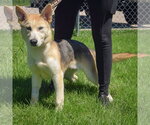 Small #2 Siberian Husky Mix