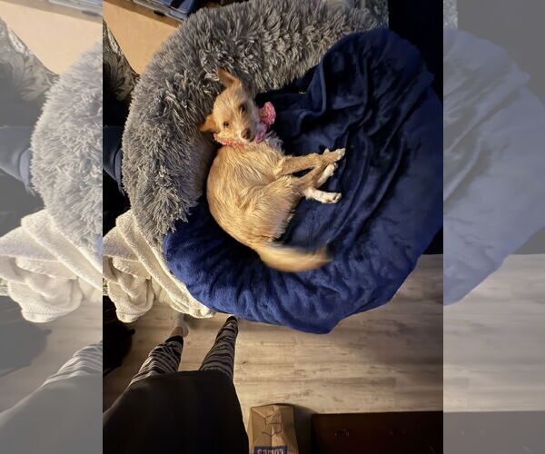 Medium Photo #4 Cairn Terrier Puppy For Sale in Dallas, TX, USA