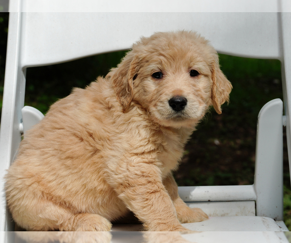 Medium Photo #3 Goldendoodle Puppy For Sale in ASHFORD, WA, USA