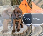 Small #2 Redbone Coonhound