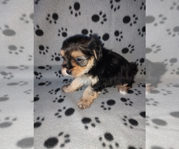 Medium Photo #11 Morkie Puppy For Sale in LAPEER, MI, USA