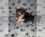 Small #10 Morkie