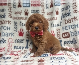 Goldendoodle (Miniature) Puppy for sale in LAKELAND, FL, USA