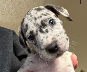 Great Dane Puppy for sale in COOLIDGE, AZ, USA