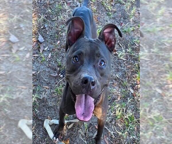 Medium Photo #1 American Pit Bull Terrier Puppy For Sale in Ocala, FL, USA