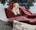Small Photo #8 Havanese Puppy For Sale in ALBION, PA, USA