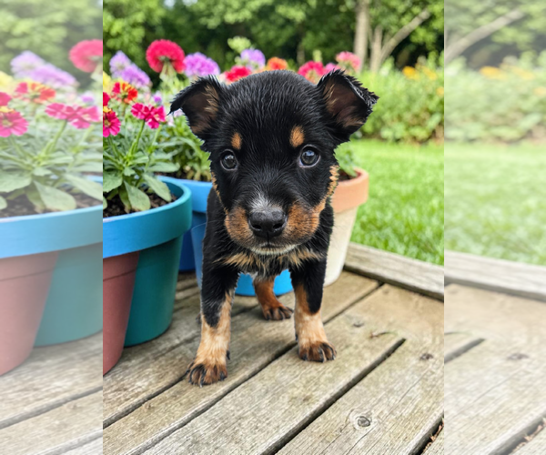 Medium Photo #8 Mutt Puppy For Sale in McKinney, TX, USA