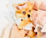 Small #19 Pomeranian