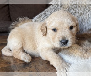Golden Retriever Puppy for sale in FORDLAND, MO, USA