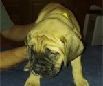 Puppy Hannah yellow Cane Corso