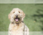 Small #2 Goldendoodle