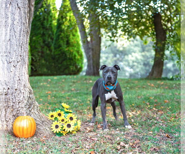 Medium Photo #1 American Pit Bull Terrier-Unknown Mix Puppy For Sale in Unionville, PA, USA
