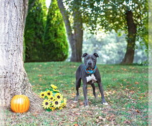American Pit Bull Terrier-Unknown Mix Dogs for adoption in Unionville, PA, USA
