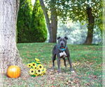 Small American Pit Bull Terrier Mix