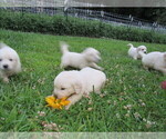 Small Photo #17 English Cream Golden Retriever Puppy For Sale in MILLVILLE, MA, USA