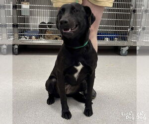 Labrador Retriever-Unknown Mix Dogs for adoption in Washington, DC, USA