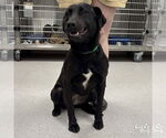 Small Labrador Retriever Mix