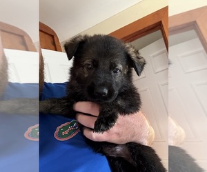 German Shepherd Dog Puppy for sale in FLINT, MI, USA