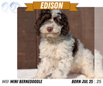 Puppy Edison Miniature Bernedoodle