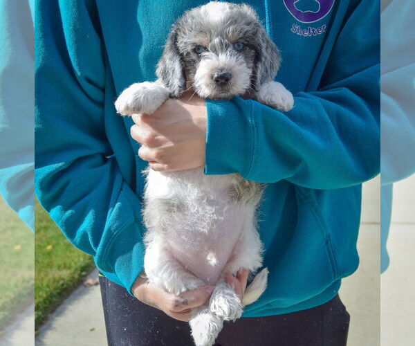 Medium Photo #3 Beagle-Unknown Mix Puppy For Sale in Huntley, IL, USA