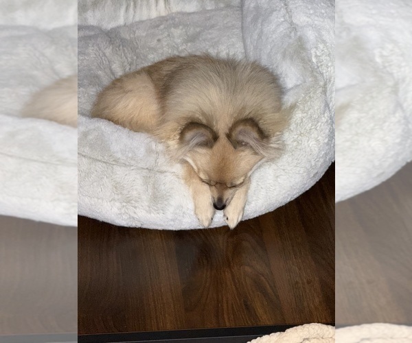 Medium Photo #11 Pomeranian Puppy For Sale in DENVER, CO, USA