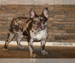 Image preview for Ad Listing. Nickname: Whiskey