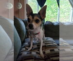 Small #6 Chihuahua Mix