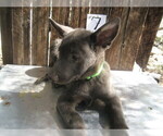 Small Photo #13 Dutch Shepherd Dog Puppy For Sale in TUCSON, AZ, USA