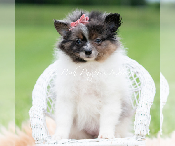 Medium Photo #66 Pomeranian Puppy For Sale in WARSAW, IN, USA