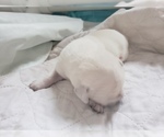 Small Photo #61 Labrador Retriever Puppy For Sale in NEW LENOX, IL, USA
