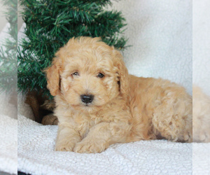 Mini Whoodle (Wheaten Terrier/Miniature Poodle) Puppy for sale in GAP, PA, USA