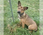 Small #3 German Shepherd Dog Mix