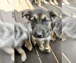 Puppy Andi Alaskan Husky-German Shepherd Dog Mix