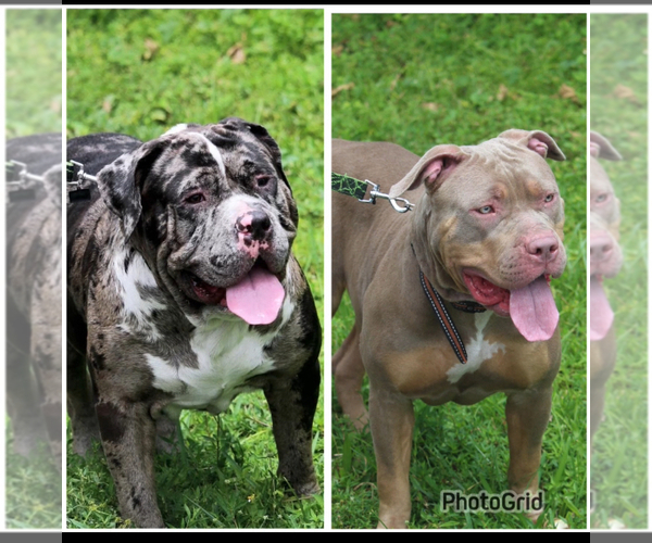 Medium Photo #29 American Bully Puppy For Sale in FORT LAUDERDALE, FL, USA