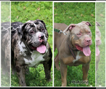Small #28 American Bully